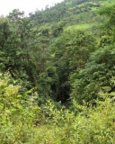 Imagen Bosque Húmedo de la Esperanza